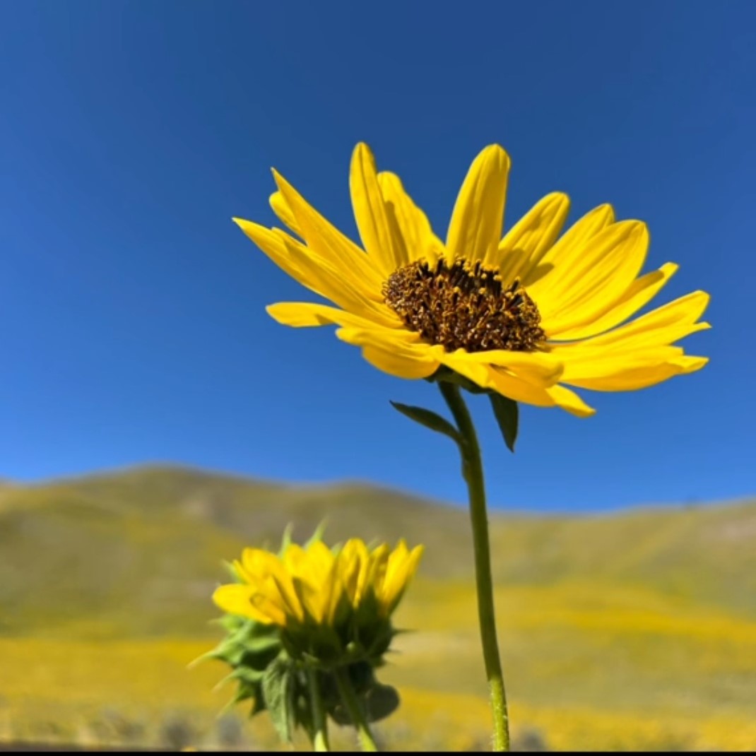 ROSEMARY SOLID SHAMPOO BARS (2 FOR $25 SALE SHAMP n DISH SETS)