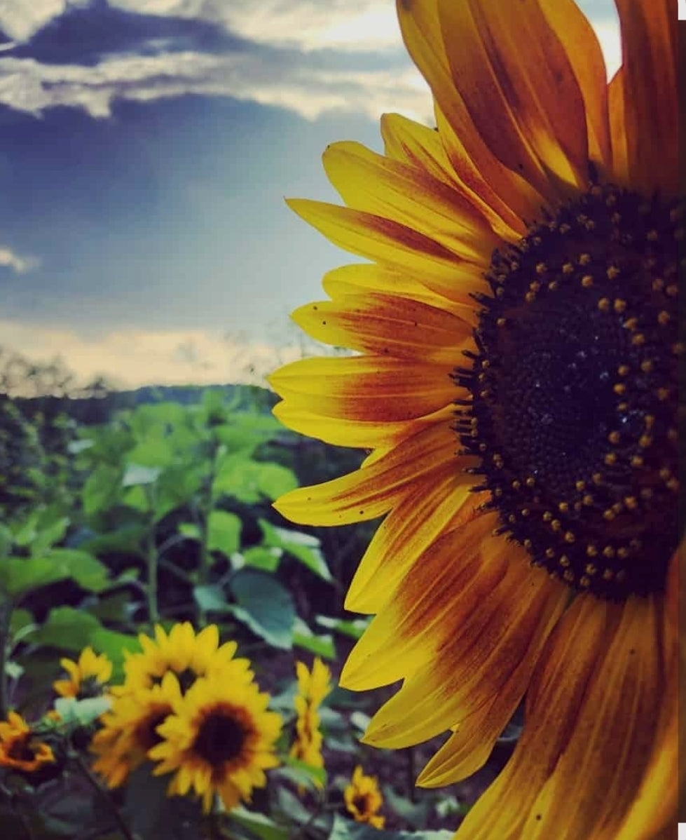 TRIPLE BUTTER APPLE MANGO OATS