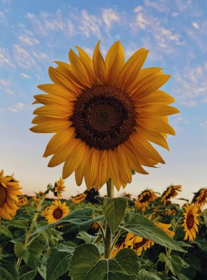 **NEW** TRIPLE BEET FACIAL BEAUTY BAR