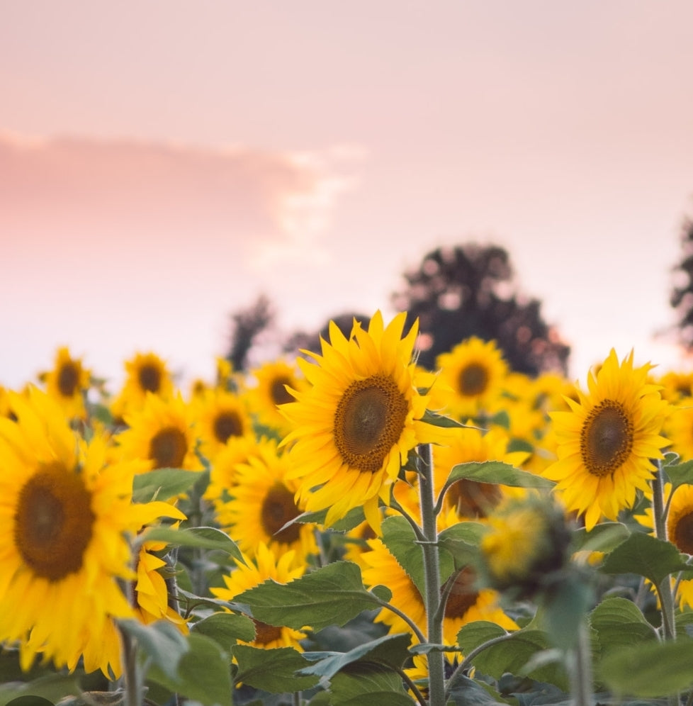 Love Struck Bath Bombs